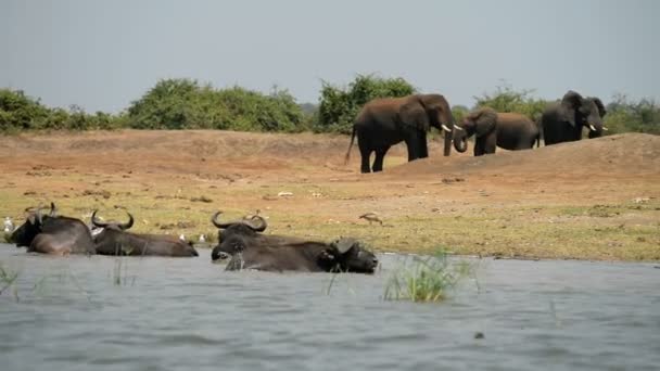 Een groep wilde Afrikaanse buffels en olifanten — Stockvideo