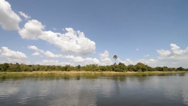 Floden Nilen kusten i Uganda — Stockvideo