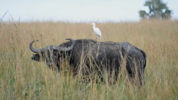 Vahşi Afrika Buffalo Uganda — Stok video