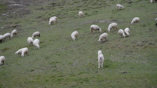 Maremma Sheepdog bevakning besättning av får — Stockvideo