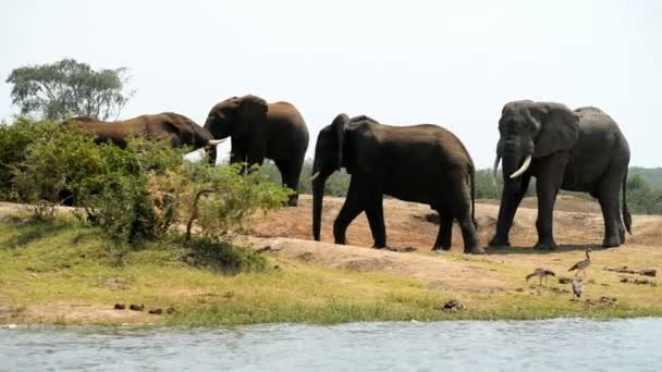 African elephants in Uganda — Stock Video