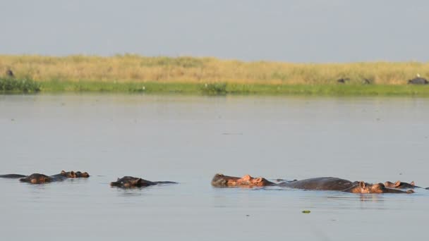 Hippopotames dans le Nil — Video