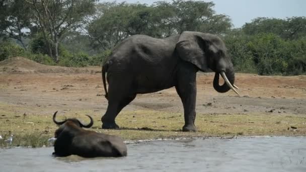 Un grupo de búfalos africanos salvajes y elefantes — Vídeos de Stock