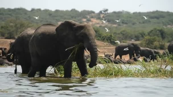Μια ομάδα των άγριων Αφρικής βουβάλια και των ελεφάντων — Αρχείο Βίντεο