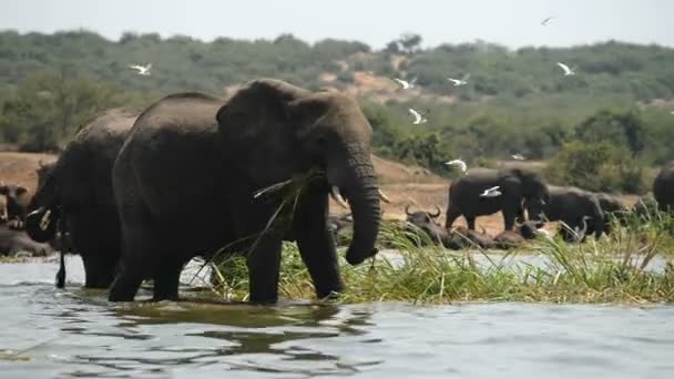 Een groep wilde Afrikaanse buffels en olifanten — Stockvideo