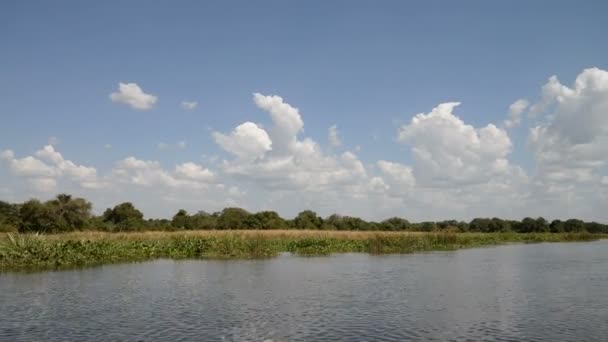 Costa del río Nilo en Uganda — Vídeo de stock