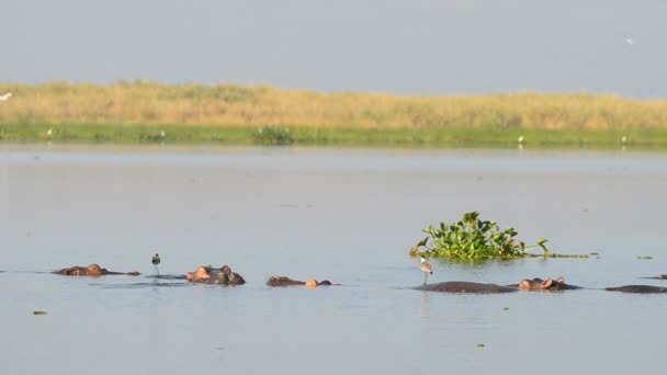 Hipopótamos en el río Nilo — Vídeo de stock