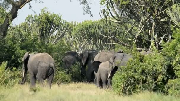 African elephants in Queen Elizabeth National Park — Stock Video