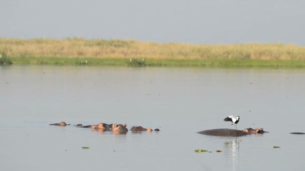 Hipopótamos en el río Nilo — Vídeos de Stock