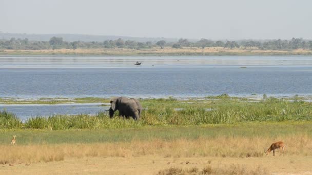 Африканский слон и антилопа на берегу реки Нил — стоковое видео