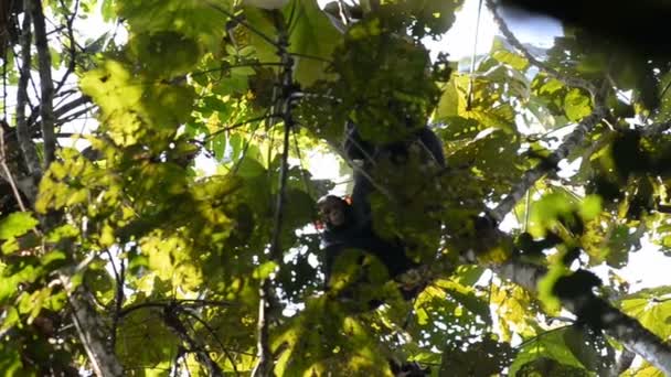 在乌干达的树上的野生黑猩猩 — 图库视频影像