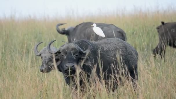 Άγρια Αφρικής βουβάλια στην Ουγκάντα — Αρχείο Βίντεο