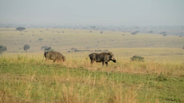 Een Wild wrattenzwijnen of gemeenschappelijke wrattenzwijnen in Oeganda — Stockvideo