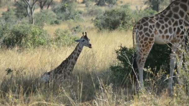 Girafes de Rothschild dans le parc national des chutes Murchinson — Video