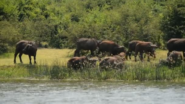 Группа диких африканских бизонов — стоковое видео