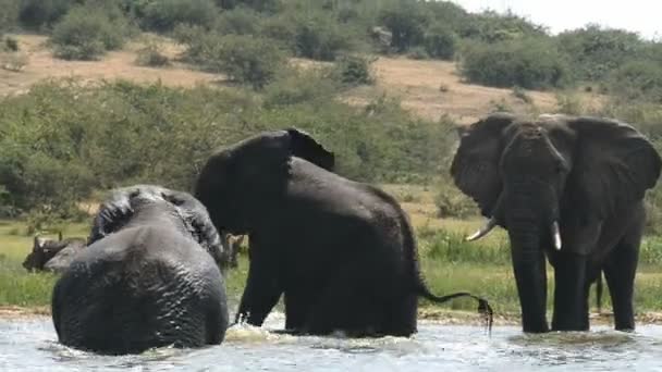 Elefantes africanos no Canal de Kazinga em Uganda — Vídeo de Stock