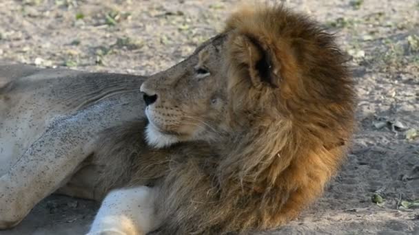 León en el Parque Nacional Murchison Falls — Vídeo de stock