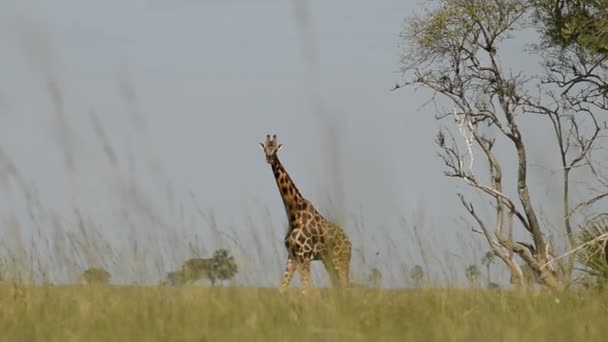 Rothschilds giraff i nationalparken Murchinson Falls — Stockvideo
