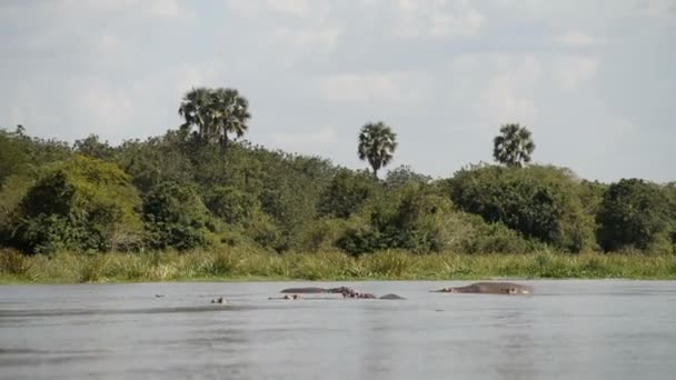 Hipopótamos en el río Nilo — Vídeos de Stock