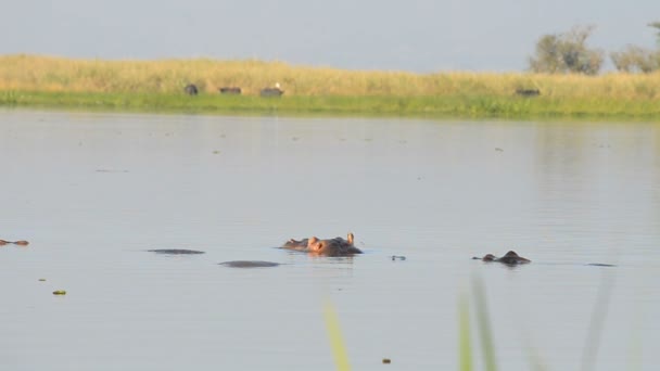 Hippos in the Nile river — Stock Video