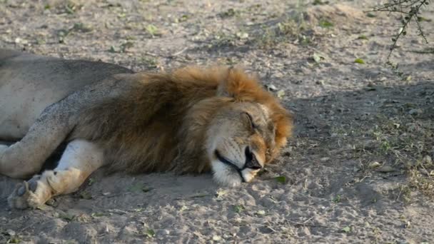 Λιοντάρι στο εθνικό πάρκο Μέρτσισον πέφτει — Αρχείο Βίντεο