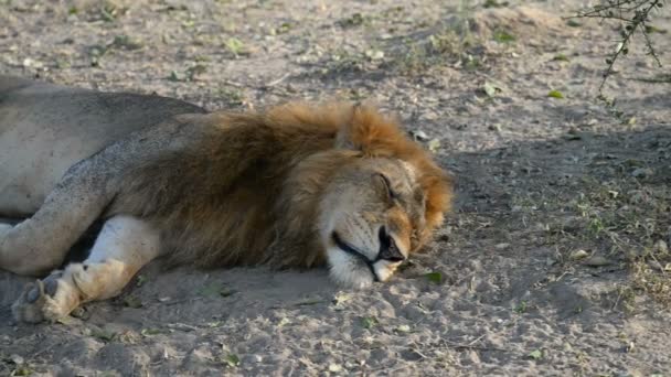 Leone nel Parco Nazionale di Murchison Falls — Video Stock