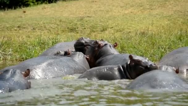 Nilpferde im Wasser des Kazinga-Kanals