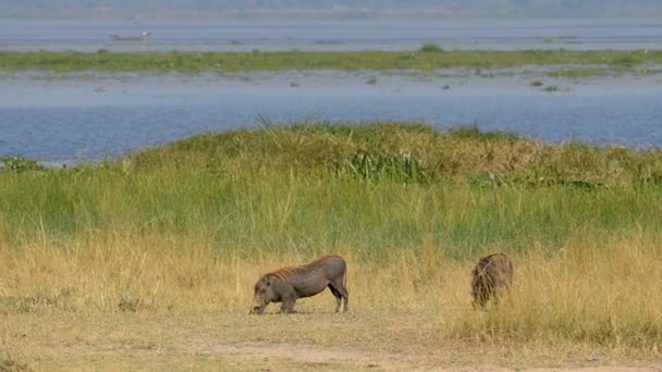 Een Wild wrattenzwijnen of gemeenschappelijke wrattenzwijnen in Oeganda — Stockvideo