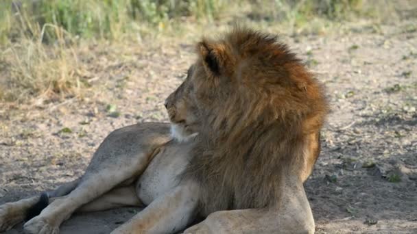 Leão no Parque Nacional de Murchison Falls — Vídeo de Stock