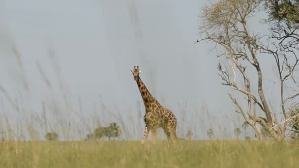 La jirafa de Rothschild en el Parque Nacional Murchinson Falls — Vídeo de stock