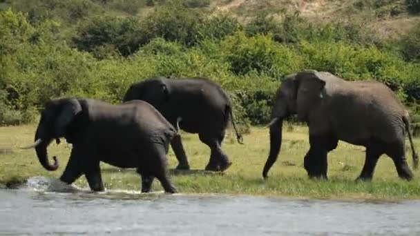 Afrikaanse olifanten op het Kazinga kanaal in Oeganda — Stockvideo