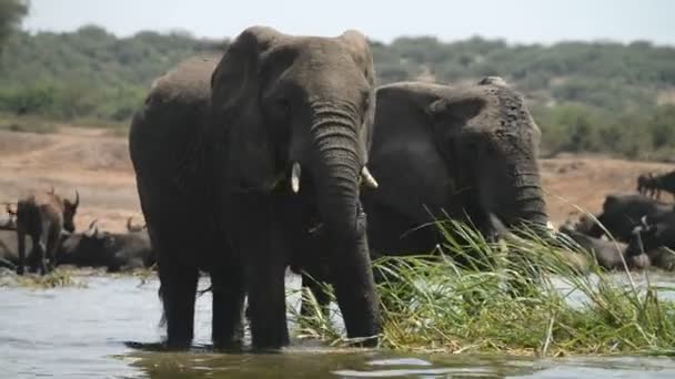 Un grupo de búfalos y elefantes africanos salvajes — Vídeo de stock