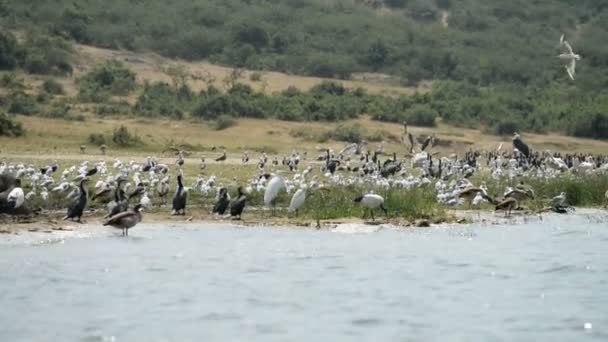 Birds on coast of Kazinga Chanel in Uganda — Stock Video