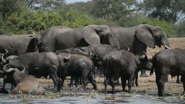 Um grupo de búfalos e elefantes africanos selvagens — Vídeo de Stock