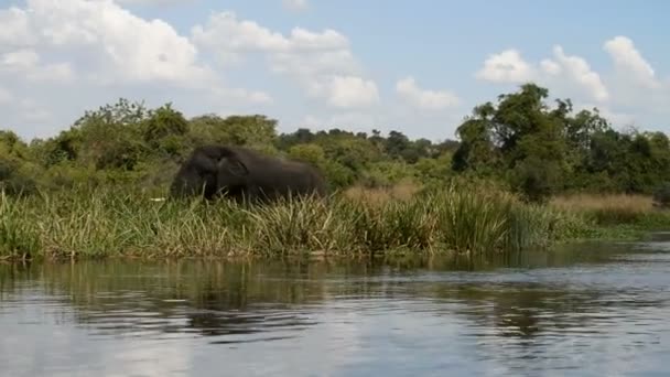 Afrikaanse olifant op de oever van de rivier de Nijl — Stockvideo