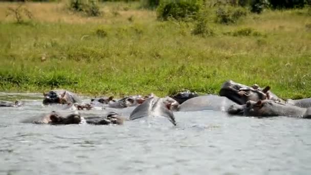 Hipopotamy w wodzie kanału Kazinga — Wideo stockowe