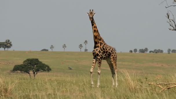 Giraffe in Murchinson fällt in Nationalpark — Stockvideo