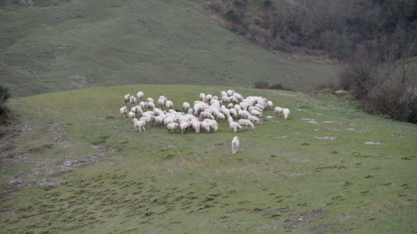 Maremma Cão pastor que guarda rebanho de ovelhas — Vídeo de Stock