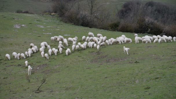 Maremma Sheepdog bevakning besättning av får — Stockvideo