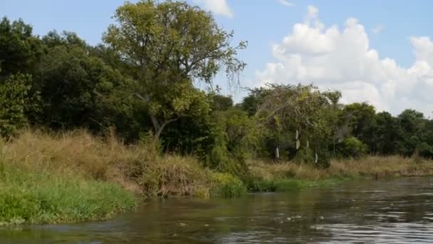 Costa del río Nilo en Uganda — Vídeo de stock