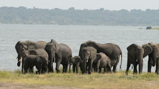 African elephants at Kazinga Channel in Uganda — Stock Video