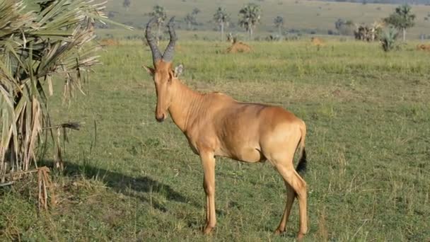 Jackson 's Hartebeest en Uganda — Vídeo de stock