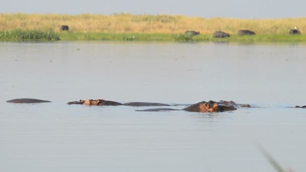 Flusspferde im Nil — Stockvideo