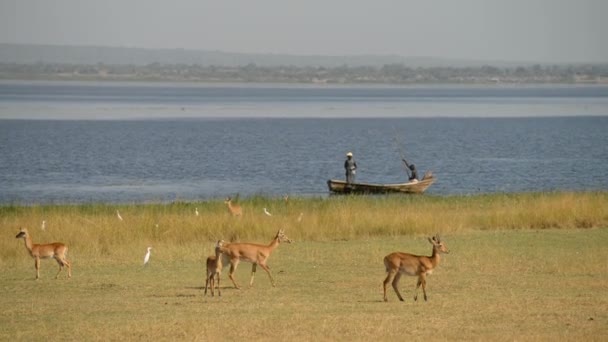 Pescadores en su barco en el Parque Nacional Murchison Falls con antílopes — Vídeo de stock