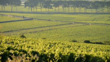 Cote de Beaune Pommard yakınındaki üzüm bağları