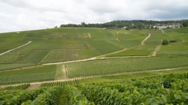 Epernay kasabasının yakınındaki şampanya üzüm bağları