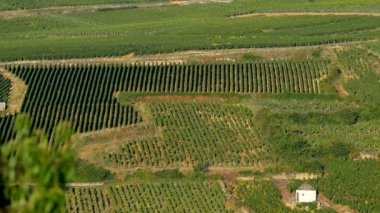 Cote de Beaune Pommard yakınındaki üzüm bağları