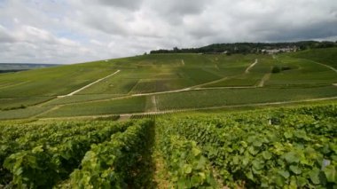 Epernay kasabasının yakınındaki şampanya üzüm bağları