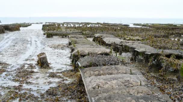 Oyster farm in Francia — Video Stock