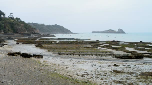 Granja de ostras en Francia — Vídeo de stock